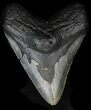Bargain Megalodon Tooth - North Carolina #32914-1